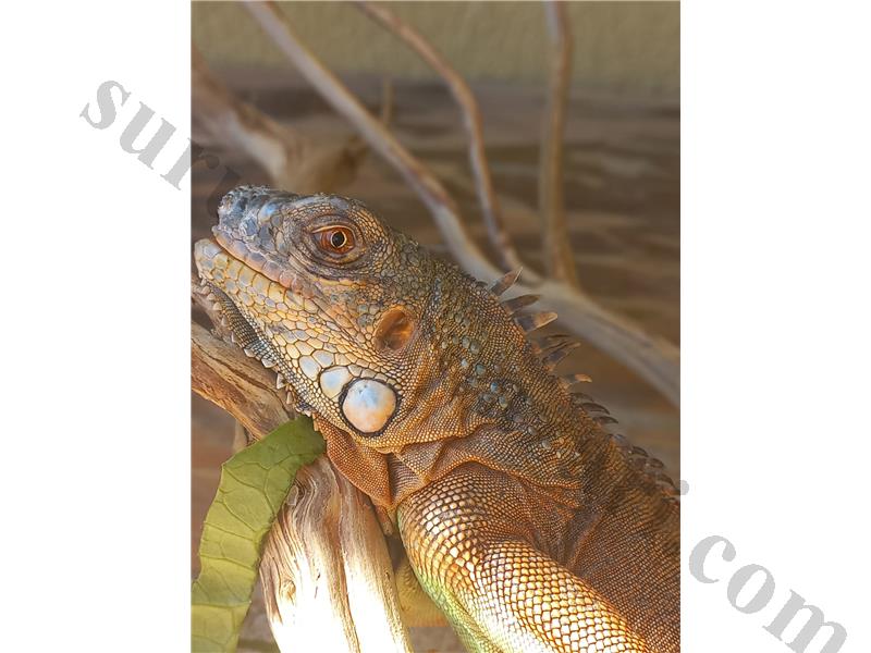 Kırmızı Iguana